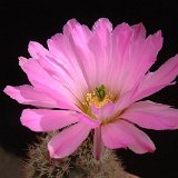 Echinocereus scopulorum JLcoll.1269.jpg